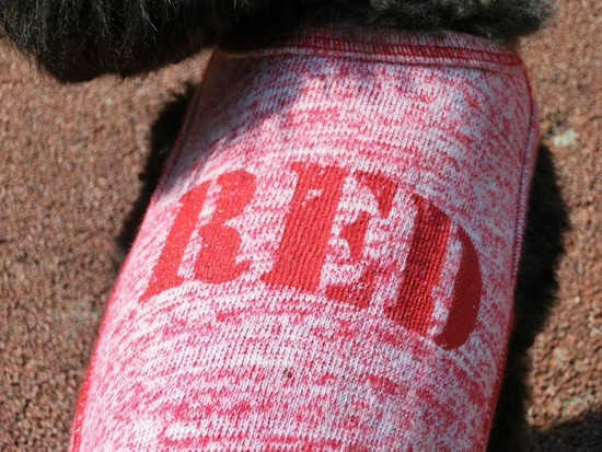 as know as de wan_銀座リリー_トイプードル08