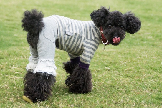 ブログRosieトイプードル銀座リリーとドナas know as de wan39