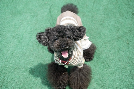 ニャンバーワン,銀座トイプードル,リリーとドナ,asknowasdewan069