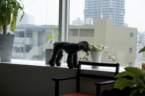 as know as de wan_銀座リリー_トイプードル00