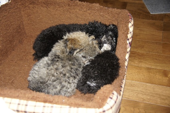 銀座トイプードルリリーas know as de wan18