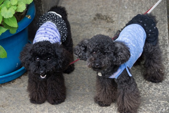 ブラックのトイプードル銀座リリー＆ドナas know as de wan03