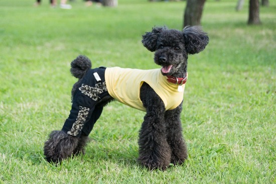 トイプードル ブログ 銀座リリーとドナas know as de wan87