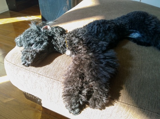 トイプードル ブログ 銀座リリー ドナ as know as de wan23