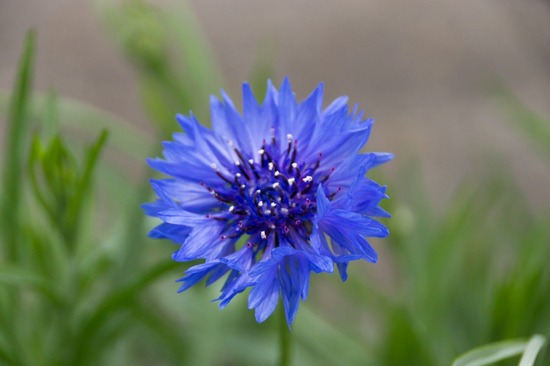 329 銀座ブラックのトイプードルリリーとドナas know as de wan07