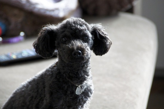 as know as de wan トイプードル 銀座リリー02