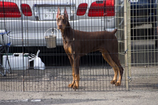 421 銀座ブラックのトイプードルリリーとドナas know as de wan19