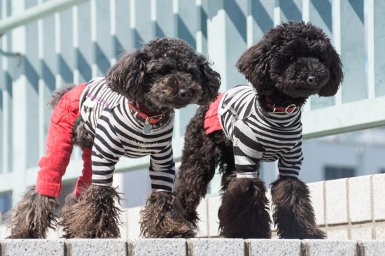 503 銀座ブラックのトイプードルリリーとドナas know as de wan18