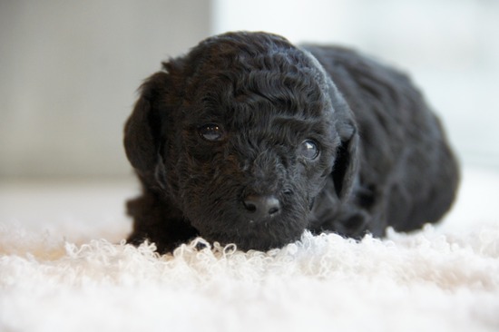 銀座トイプードルリリーas know as de wan50