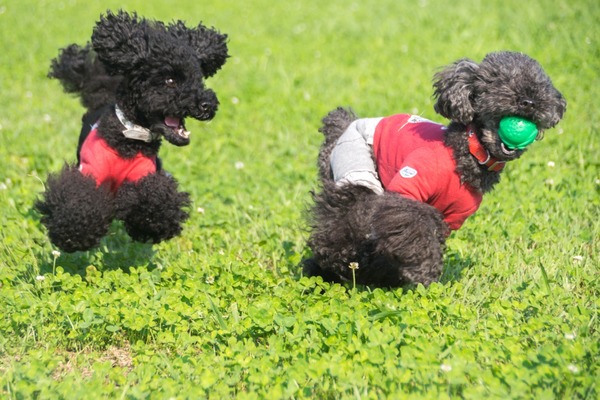 トイプードル銀座リリー00