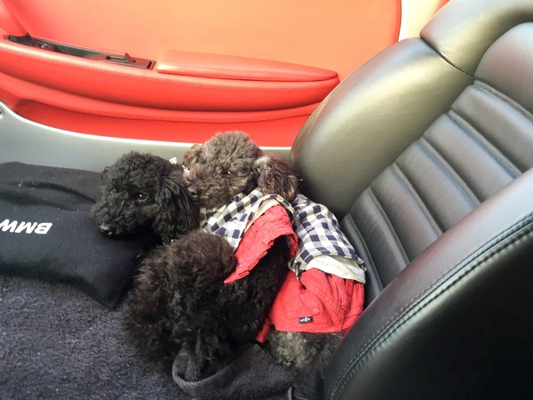 トイプードル銀座リリー003