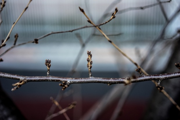 20151225ブラックトイプードル銀座リリー＆ドナ24