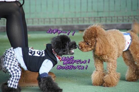 as know as de wanとトイプードルブラックの銀座リリー62