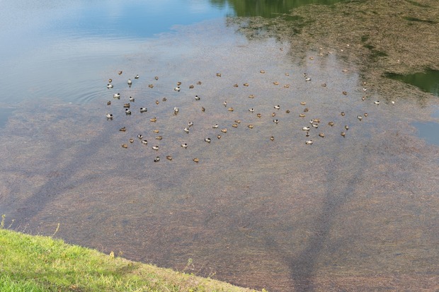 20160103ブラックトイプードル銀座リリー＆ドナ16