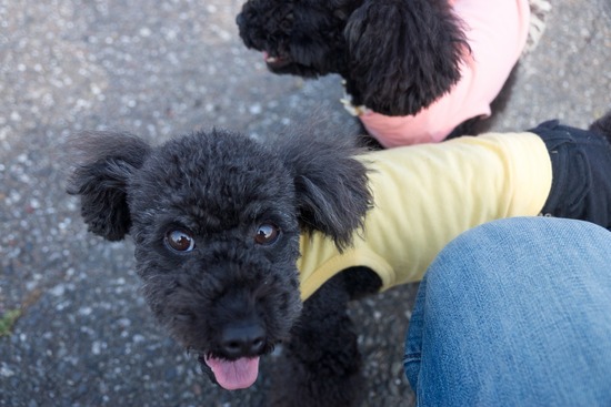 トイプードル ブログ 銀座リリーとドナas know as de wan82