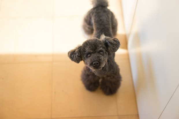 20151219ブラックトイプードル銀座リリー＆ドナ04