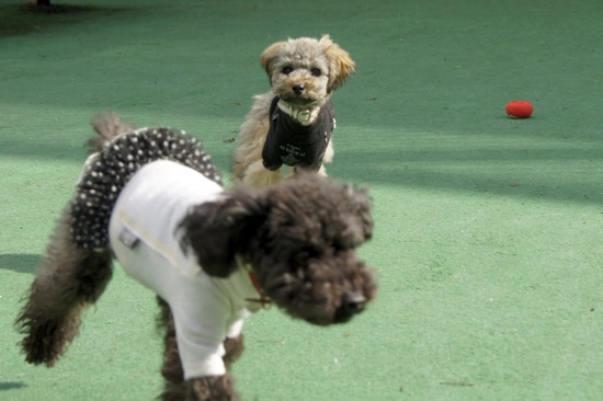 銀座トイプードルリリーas know as de wan11