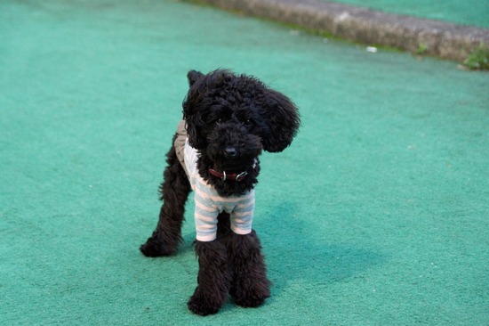 407 銀座ブラックのトイプードルリリーとドナas know as de wan46