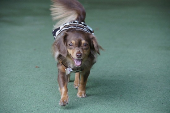 as know as de wanとトイプードルブラックの銀座リリー19