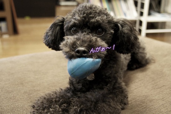 as know as de wan トイプードル 銀座リリー03