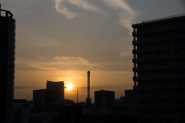 トイプードル銀座リリー064