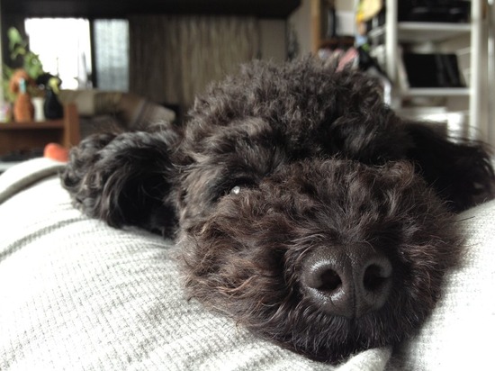 as know as de wan トイプードル 銀座リリー11