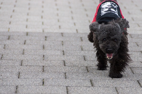 ブラックトイプードル銀座リリードナ00003