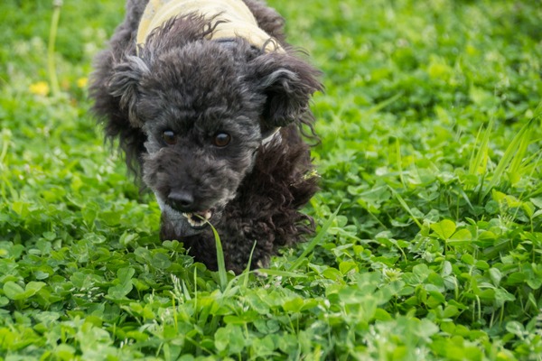 ブラックトイプードル銀座リリードナ026