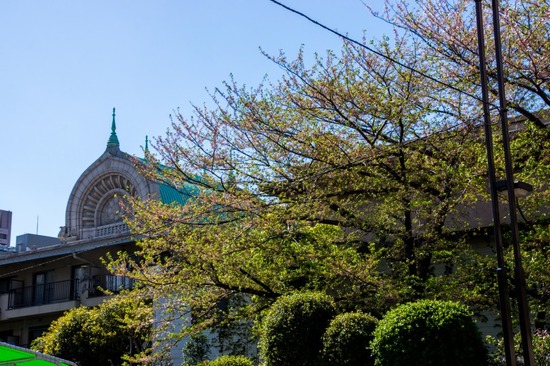 407 銀座ブラックのトイプードルリリーとドナas know as de wan36