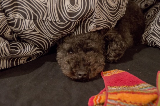 トイプードル ブログ 銀座リリーとドナas know as de wan06