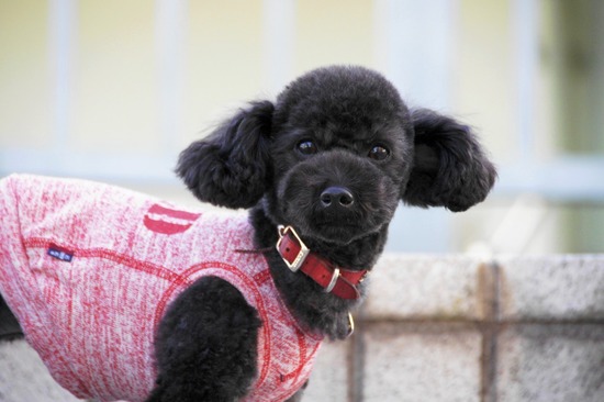 as know as de wan トイプードル 銀座リリー00