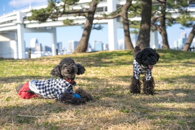 20151212ブラックトイプードル銀座リリー＆ドナ10