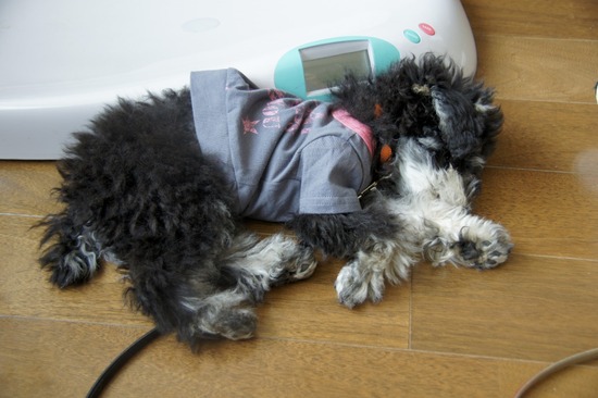 銀座トイプードルリリーas know as de wan34