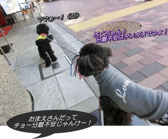 as know as de wanとトイプードルブラックの銀座リリー05