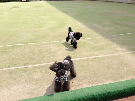 410 銀座ブラックのトイプードルリリーとドナas know as de wan02