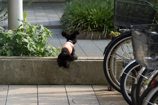 ブログRosieトイプードル銀座リリーとドナas know as de wan26