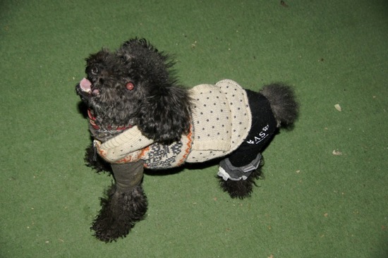 銀座 トイプードル リリー as know as de wan10