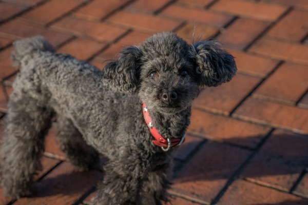 20151127ブラックトイプードル銀座リリー＆ドナ013