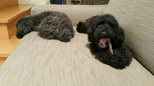 2015090820150908トイプードル銀座リリー03