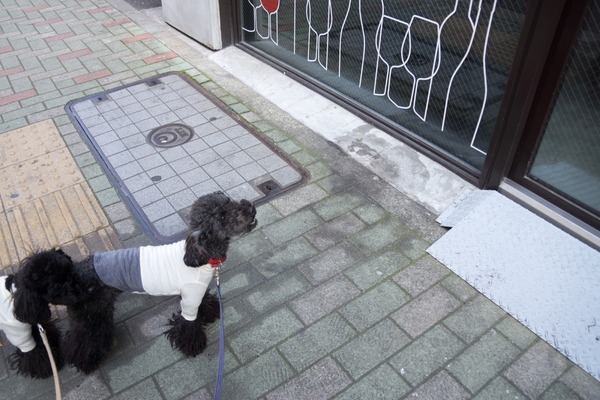 ブラックトイプードル銀座リリードナ003