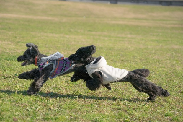 20151222ブラックトイプードル銀座リリー＆ドナ20