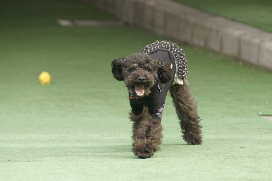 as know as de wan トイプードル 銀座リリー11