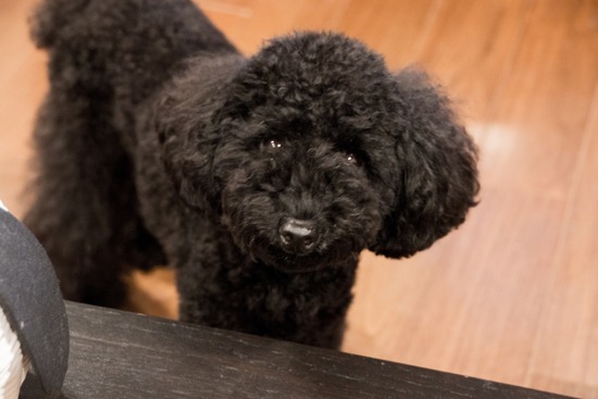 トイプードル ブログ 銀座リリーとドナas know as de wan02