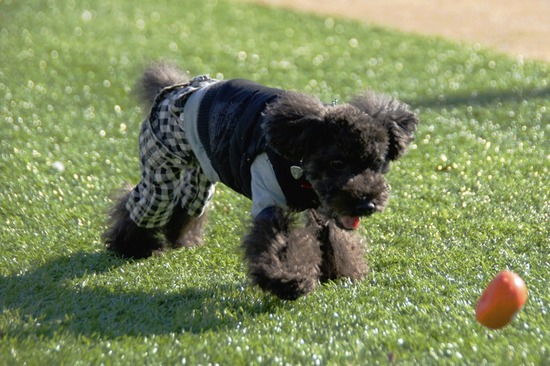 銀座トイプードルリリーas know as de wan15