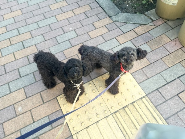 トイプードル銀座リリー008