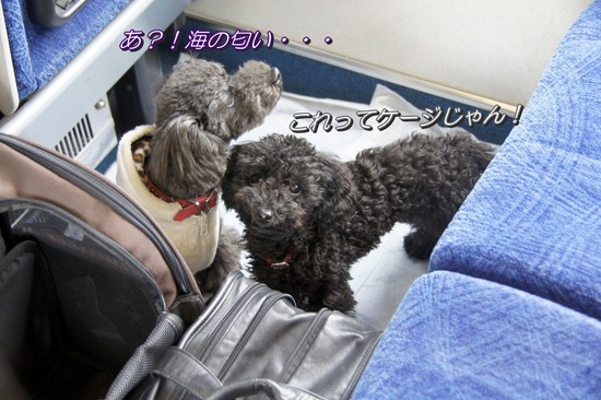 銀座トイプードルリリーas know as de wan38