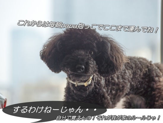ブログRosieトイプードル銀座リリーとドナas know as de wan28