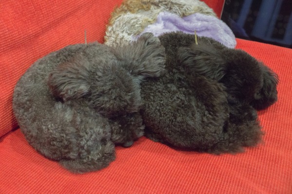 ブラックトイプードル銀座リリードナ001