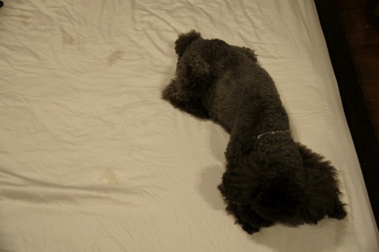 as know as de wanとトイプードルブラックの銀座リリー07