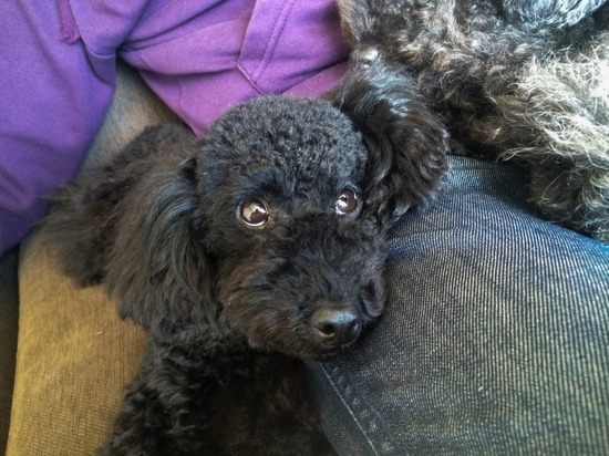 トイプードル ブログ 銀座リリー ドナ as know as de wan21